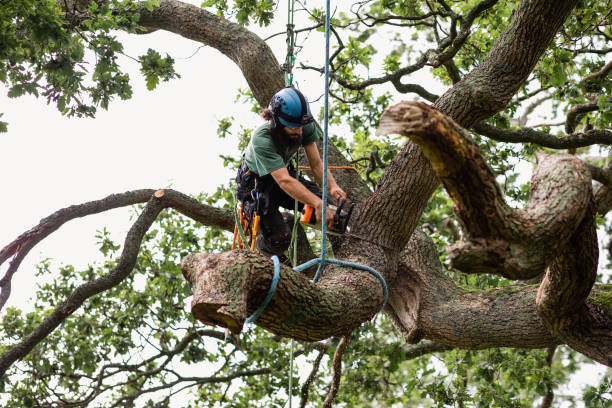 How Our Tree Care Process Works  in  Centralia, MO